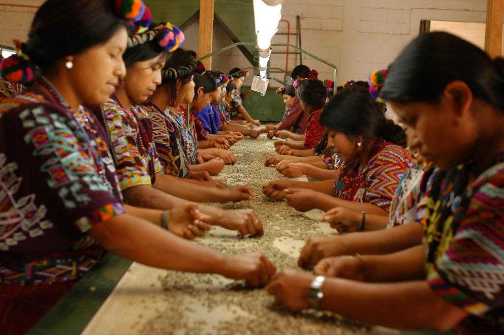 Guatemala - Chajul Coop Coffees