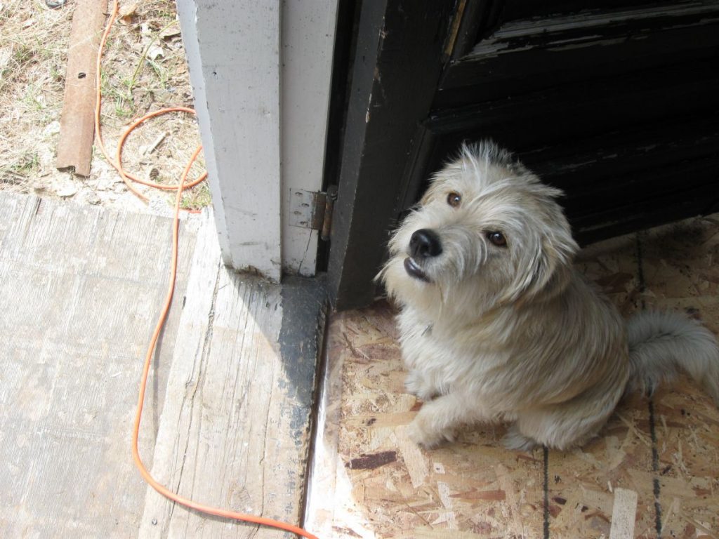 Bertie the dog is looking up lovingly at the camera holder, one of the owners of St. Joseph Island Coffee Roasters. He's standing in the doorway between the outside steps and the inside of the outbuilding that is being renovated for use as a coffee roasting facility.